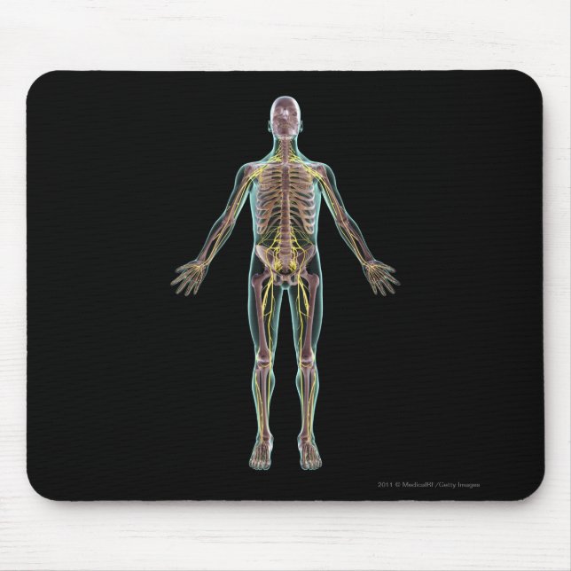Illustration of the nervous system mouse pad (Front)