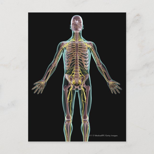 Illustration of the nervous system postcard (Front)