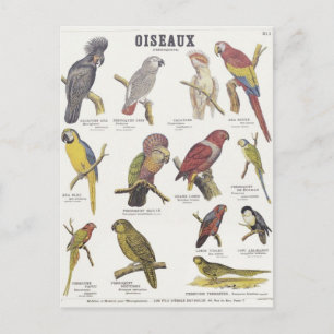 Illustration oiseaux postcard