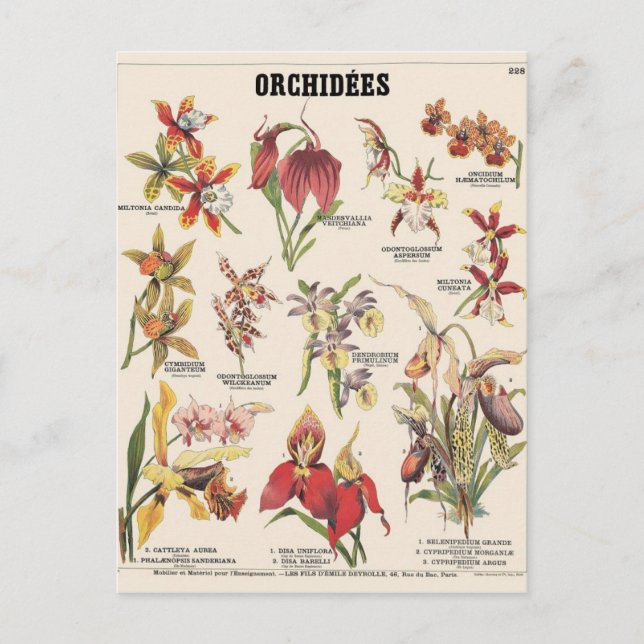 Illustration orchidées postcard (Front)