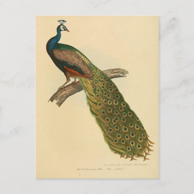 Illustration paon postcard (Front)