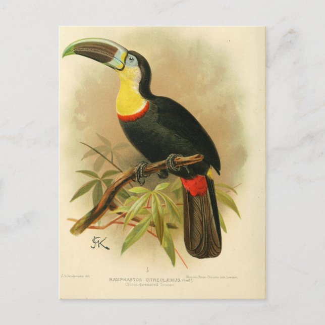 Illustration toucan postcard (Front)