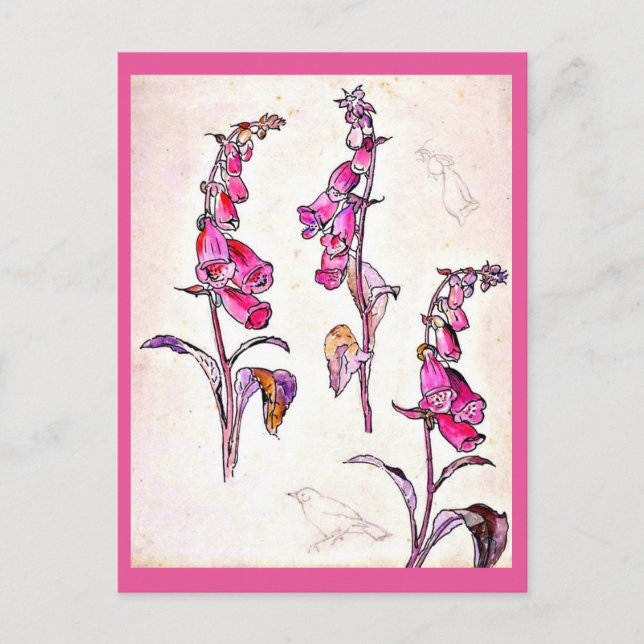 Illustration Vintage carte postale-Beatrix Potter  (Devant)