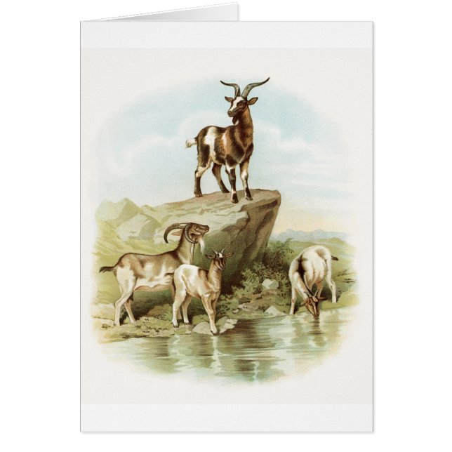 Illustration vintage - chèvres près d'un étang, (Devant)