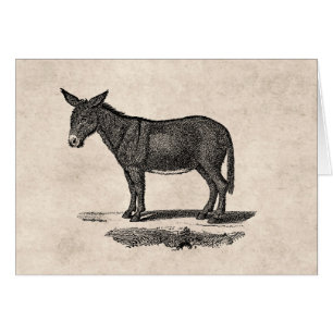 Illustration vintage d'âne - ânes 1800's
