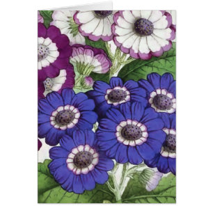 Illustration vintage de fleur de "cinéraire"