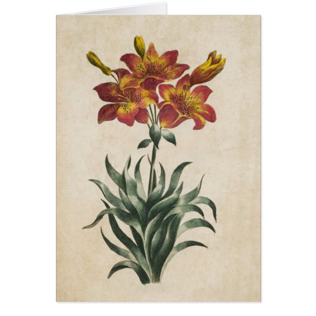 Illustration vintage de la lys botanique (Devant)