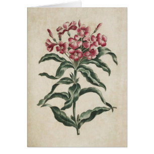 Illustration vintage de Lychnidée florale botaniqu
