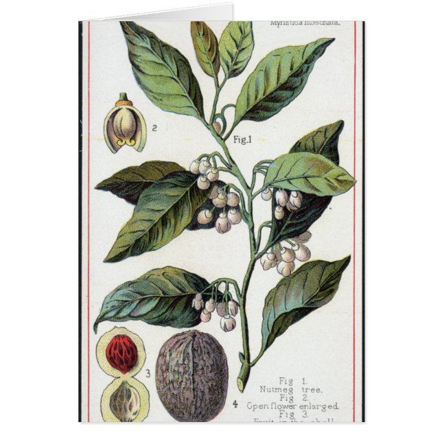 illustration vintage de muscade (Devant)