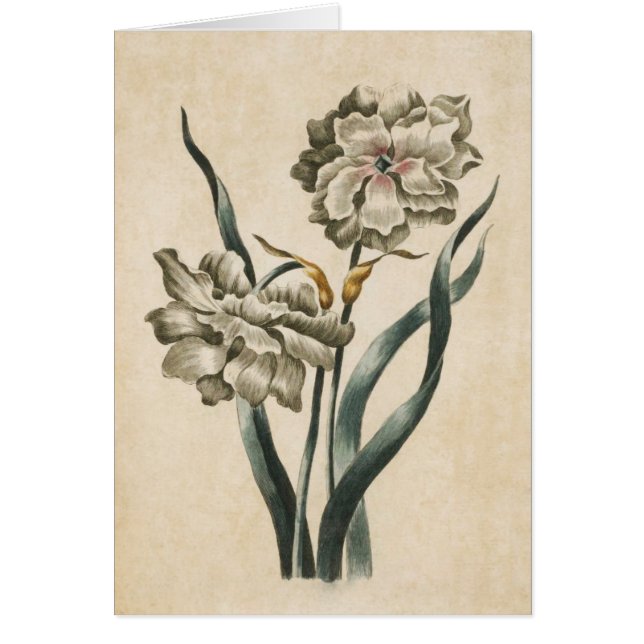 Illustration vintage de Narcisse florale (Devant)