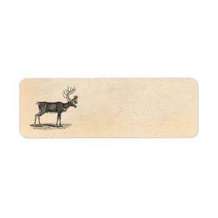 Illustration vintage de renne - Noël 1800's