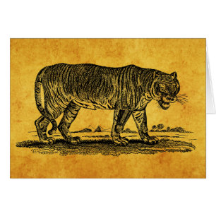 Illustration vintage de tigre - tigres 1800's