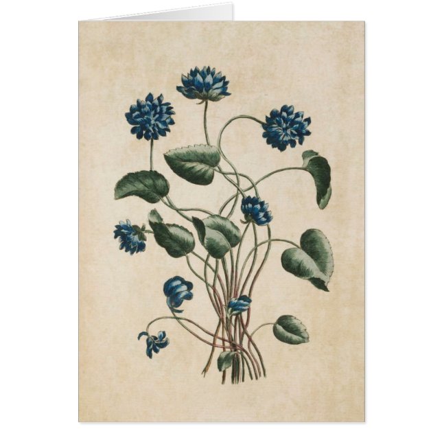 Illustration vintage des violettes florales botani (Devant)