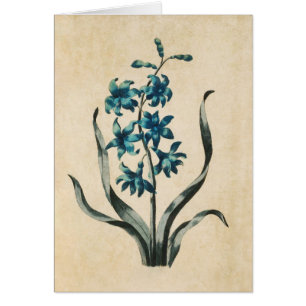 Illustration vintage d'Hyacinthe Florale Botanique