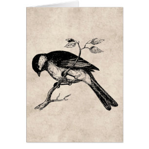 Illustration vintage d'oiseau de chanson - oiseaux