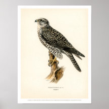 Illustration vintage d'oiseaux - Poster de Faucon 