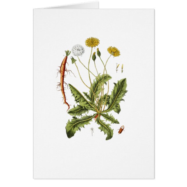 Illustration vintage du Dandelion (Devant)