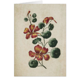 Illustration vintage du Nasturtium floral