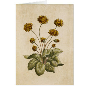 Illustration vintage du pied de passe floral
