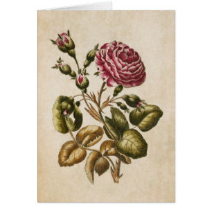 Illustration vintage du Rose végétal