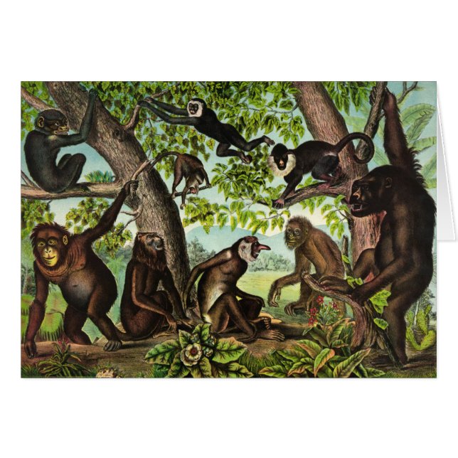 Illustration vintage - jungle de singe, (Devant horizontal)