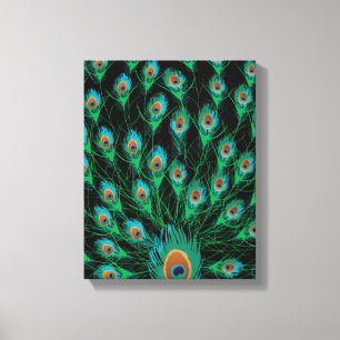 Illustration With Peacock Feathers on Black Canvas Print