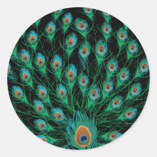 Illustration With Peacock Feathers on Black Classic Round Sticker
