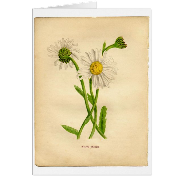 Illustrations des plantes vintages (Devant)