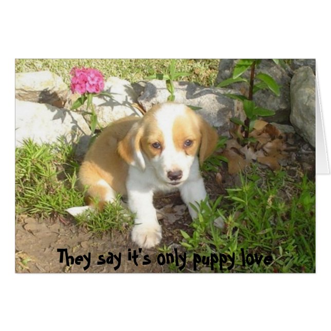 Ils disent que c'est seulement l'amour du chiot (Devant horizontal)