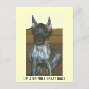 I'M A BRINDLE GREAT DANE POSTCARD