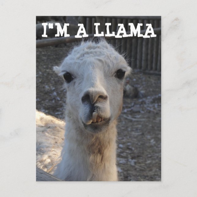 I'm a Llama Postcard (Front)
