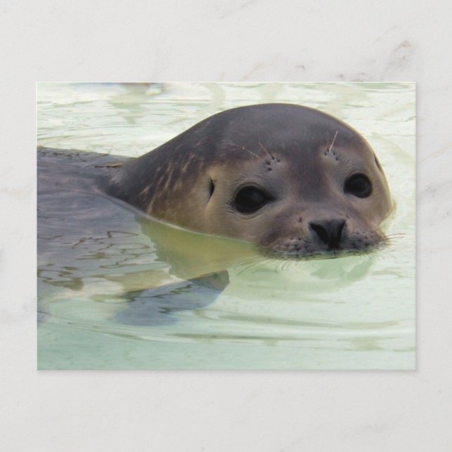 I'm a Seal Postcard (Front)