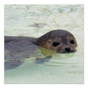 I'm a Seal Poster
