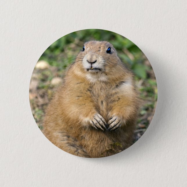 I'm Not Fat, I'm Cuddly Badge 2 Inch Round Button (Front)