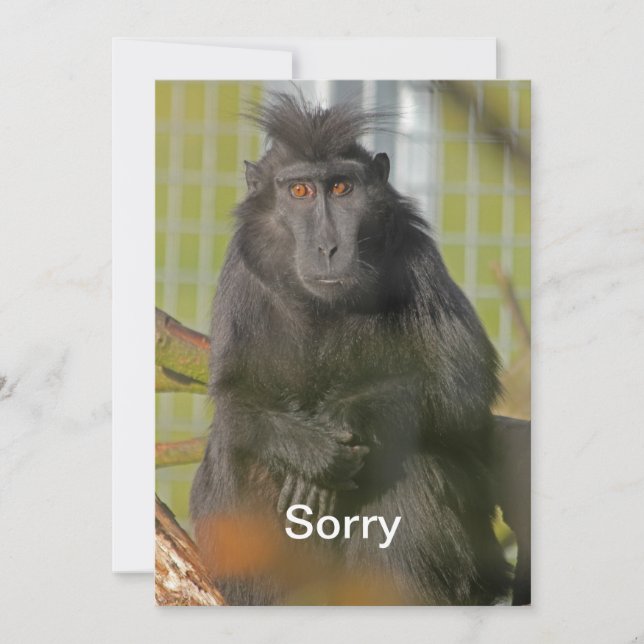 I'm sorry card (Front)