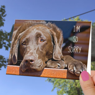 I'm Sorry Labrador Retriever Belated Birthday Card