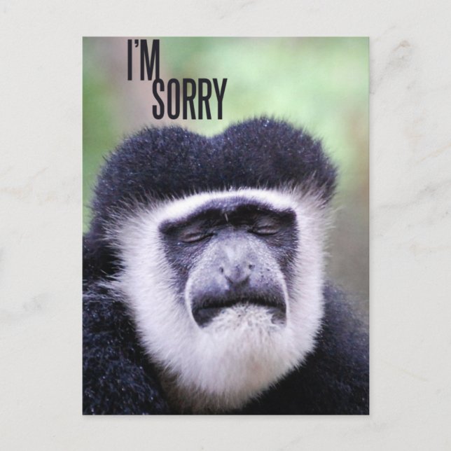 I'm sorry Monkey Postcard (Front)