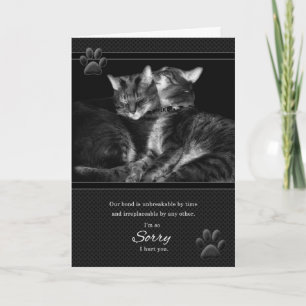 I'm Sorry Please Forgive Me Tabby Cats Card