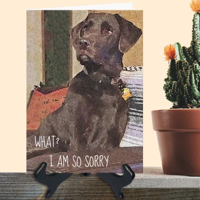 I'm Sorry Shocked Chocolate Lab Belated Birthday Card (Creator Uploaded)