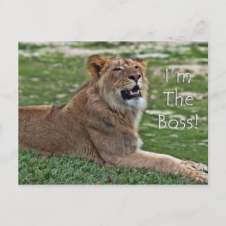 I'm the Boss Lion postcard