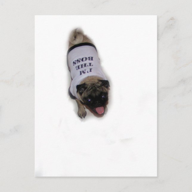 "I'm the Boss" Postcard (Front)