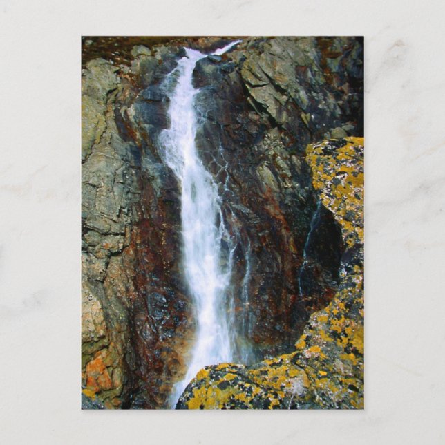 I'M TOO ALONE IN THE WORLD POSTCARD (Front)