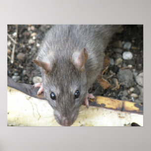 I'm Watching You Rat Print