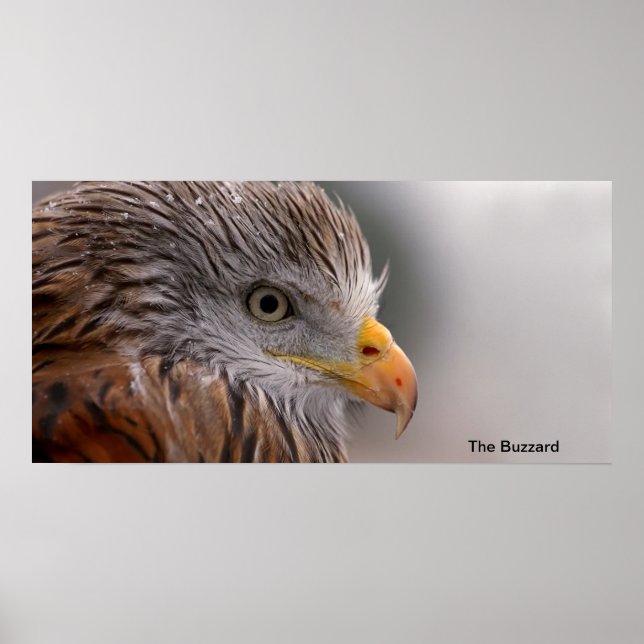 Image Buzzard pour Poster (Devant)