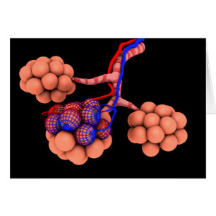 Image Conceptuelle D'Alveoli 3
