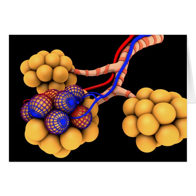 Image Conceptuelle D'Alveoli 4 (Devant horizontal)
