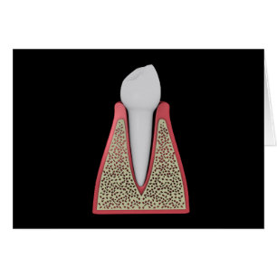 Image conceptuelle de la dent humaine 1