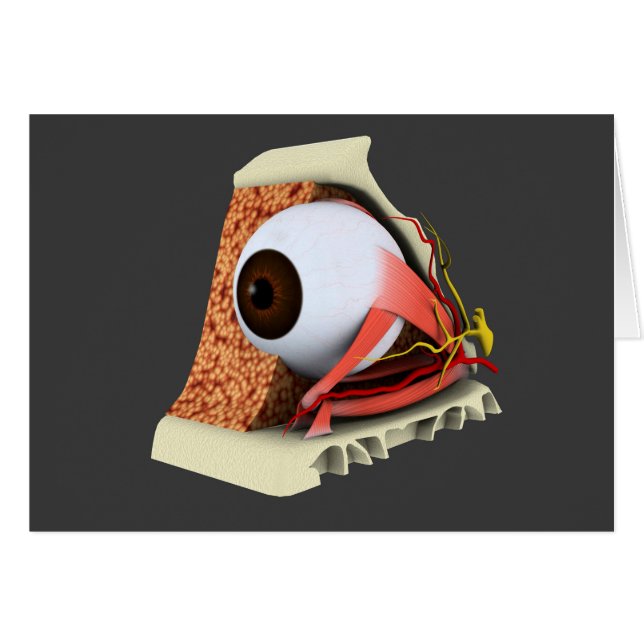 Image Conceptuelle De L'Anatomie Des Yeux Humains  (Devant horizontal)