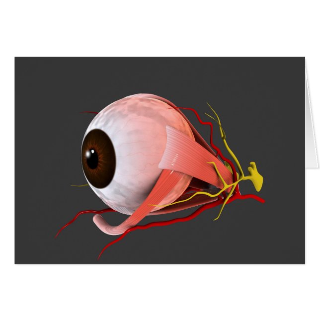 Image Conceptuelle De L'Anatomie Des Yeux Humains  (Devant horizontal)