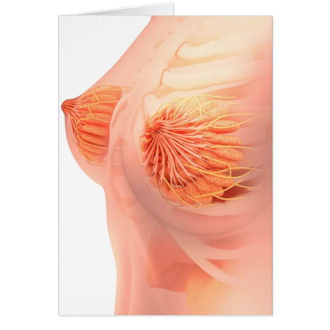 Image Conceptuelle De L'Anatomie Du Sein Féminin 1 (Devant)